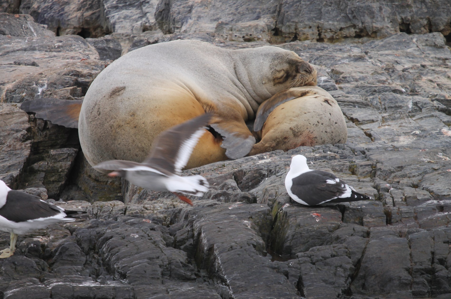 Seals resting on rocks