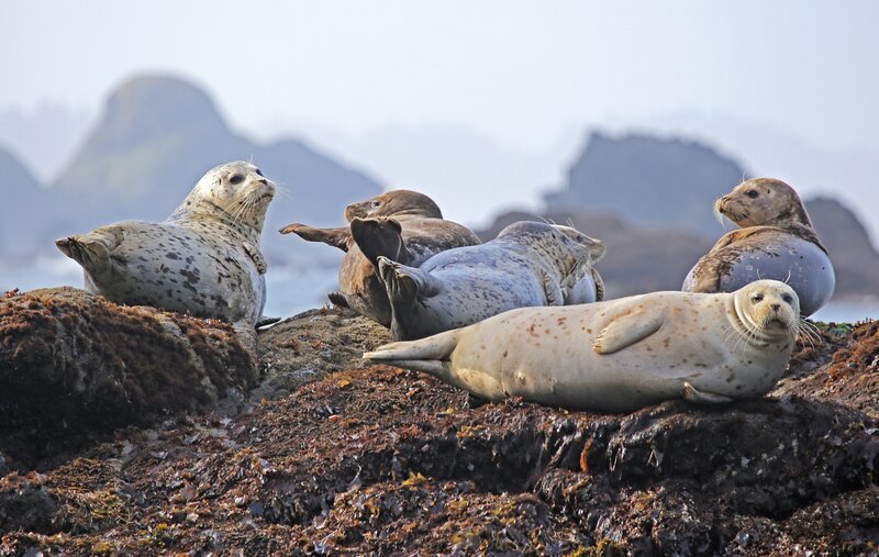 Seals resting on rocky shore