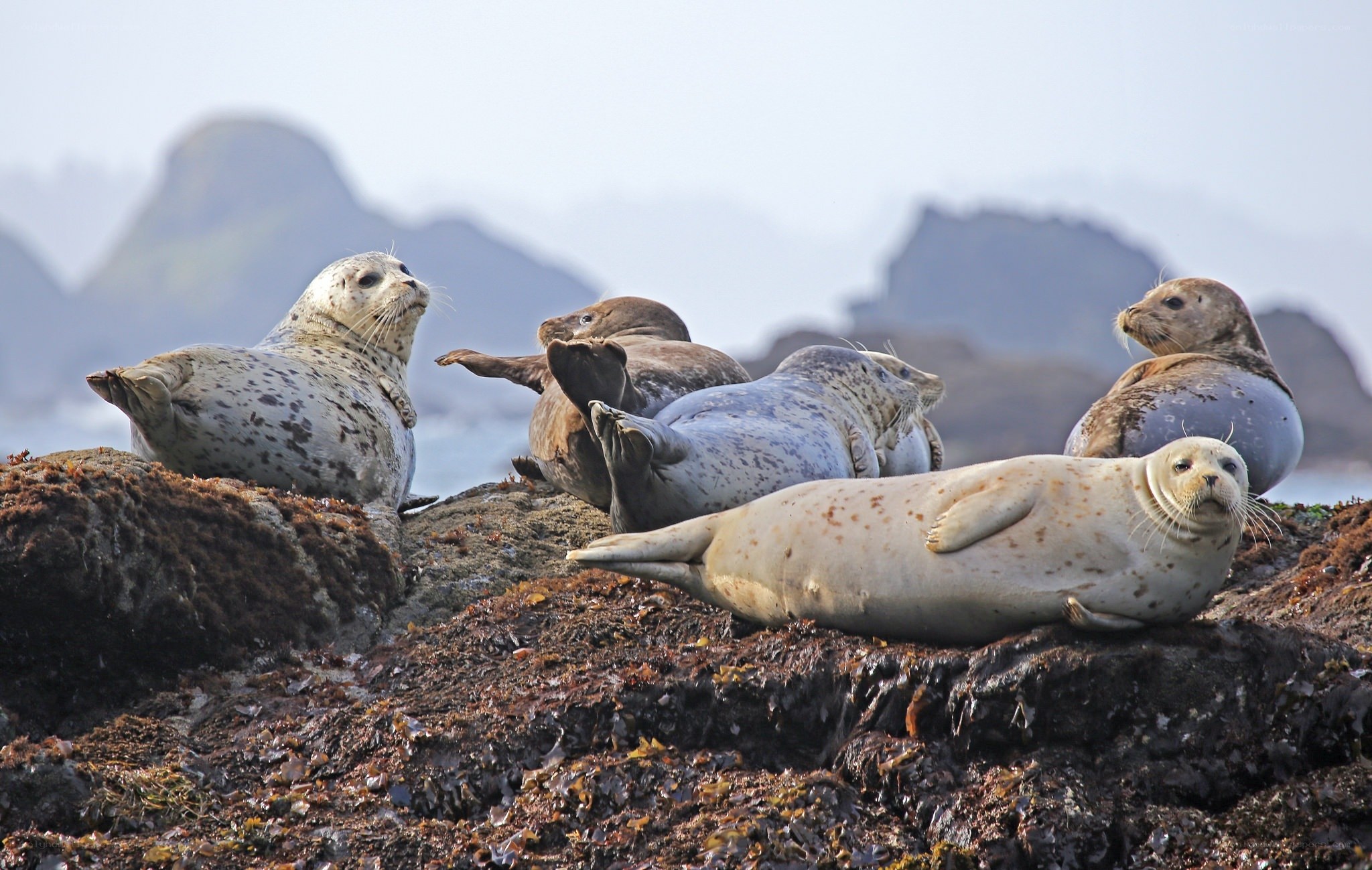 Seals resting on rocky shore