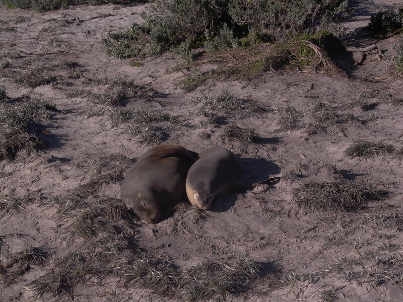 Seals resting on sand
