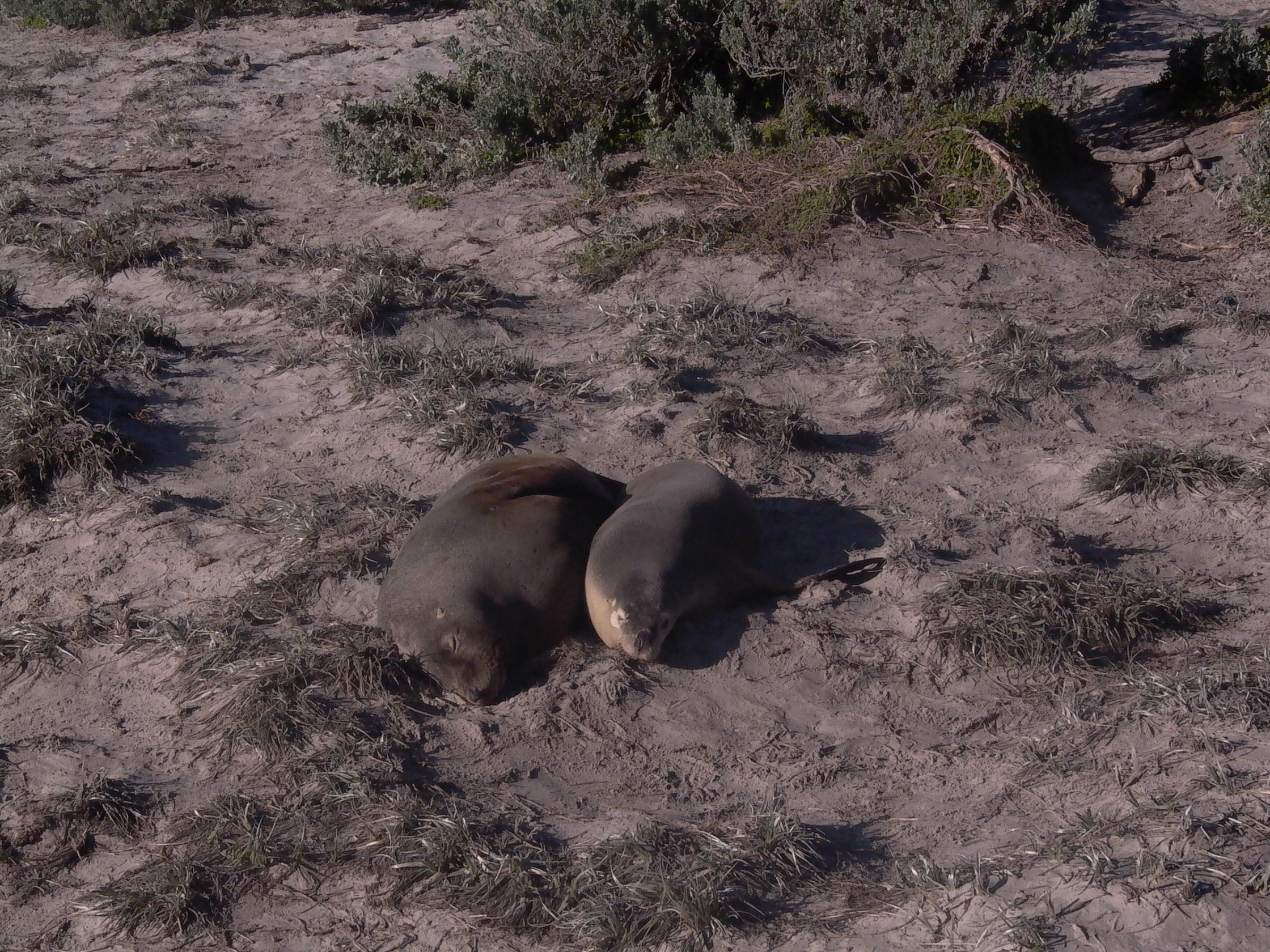 Seals resting on sand