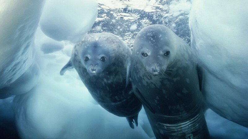Seals swimming under ice