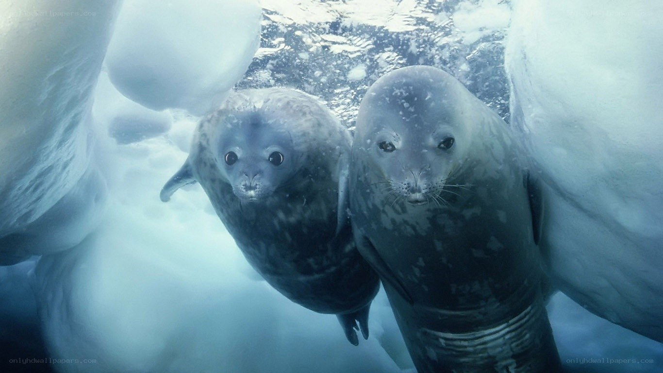 Seals swimming under ice