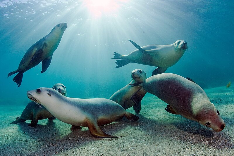 Seals swimming underwater