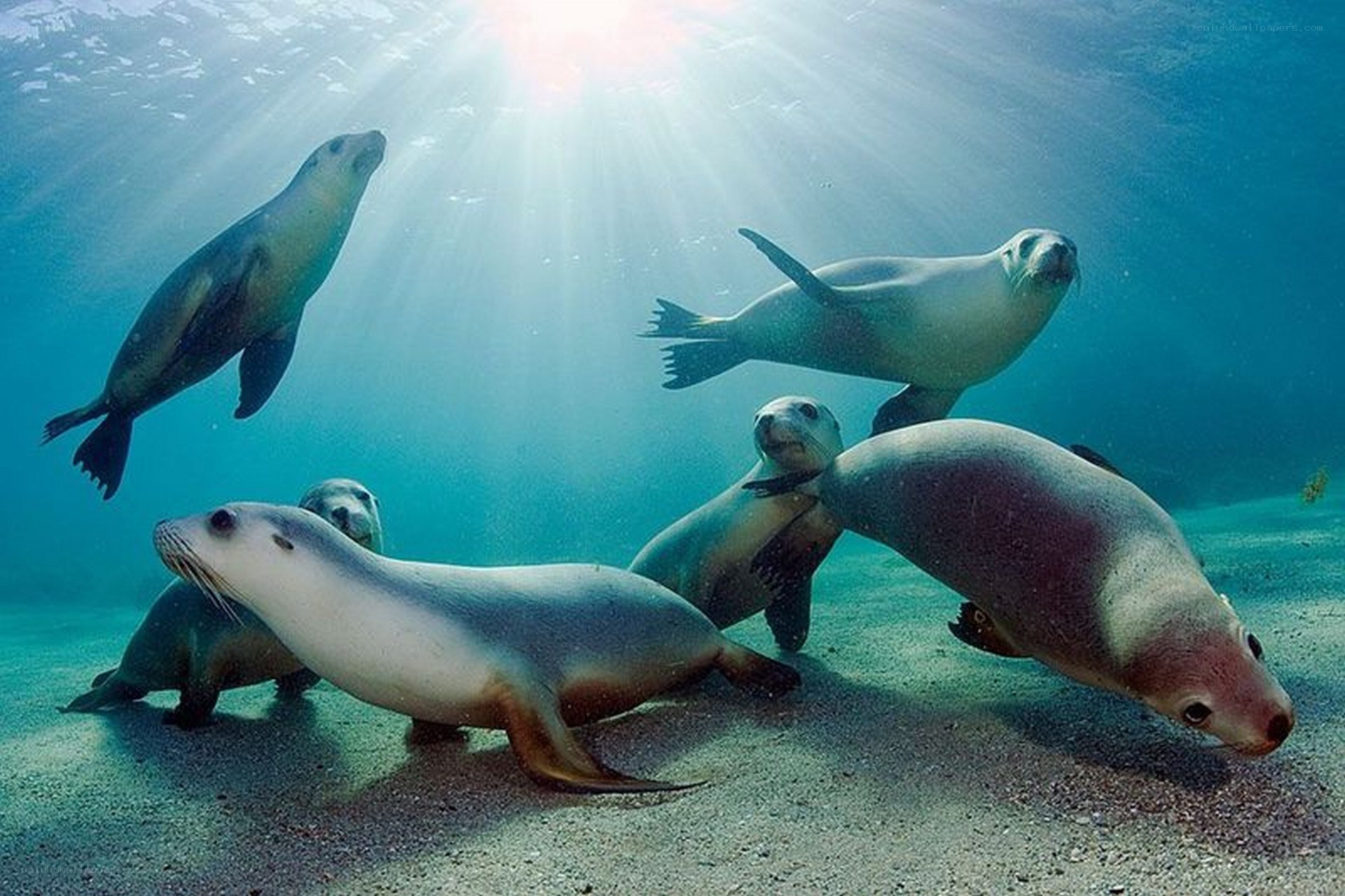 Seals swimming underwater