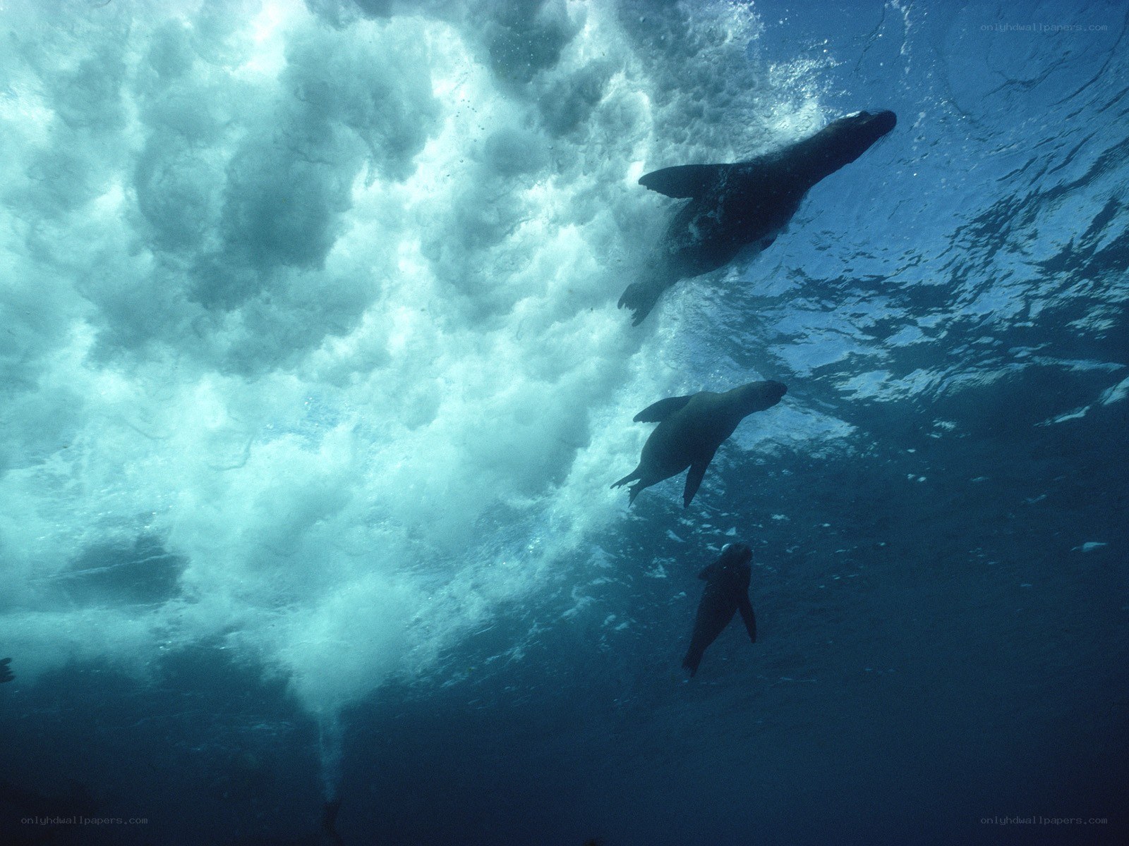 Seals swimming underwater