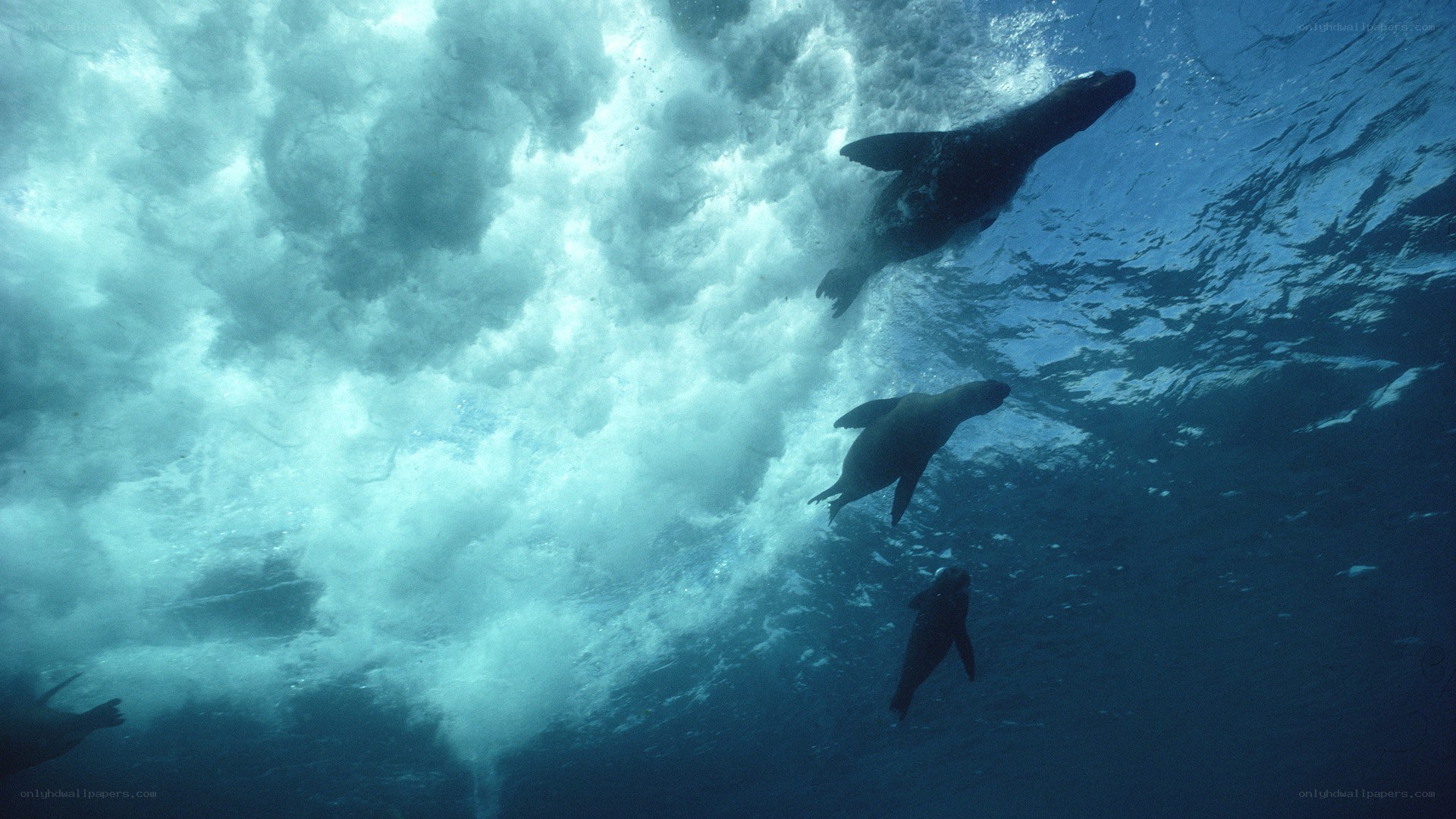 Seals swimming underwater