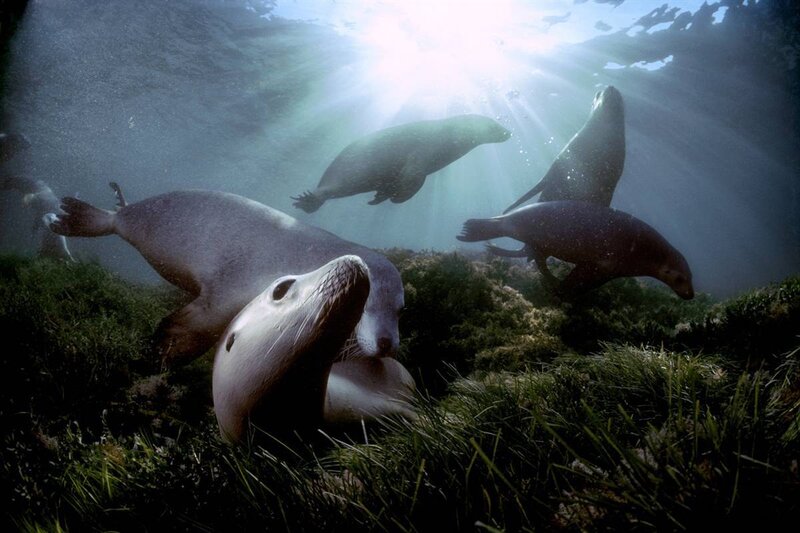 Seals swimming underwater