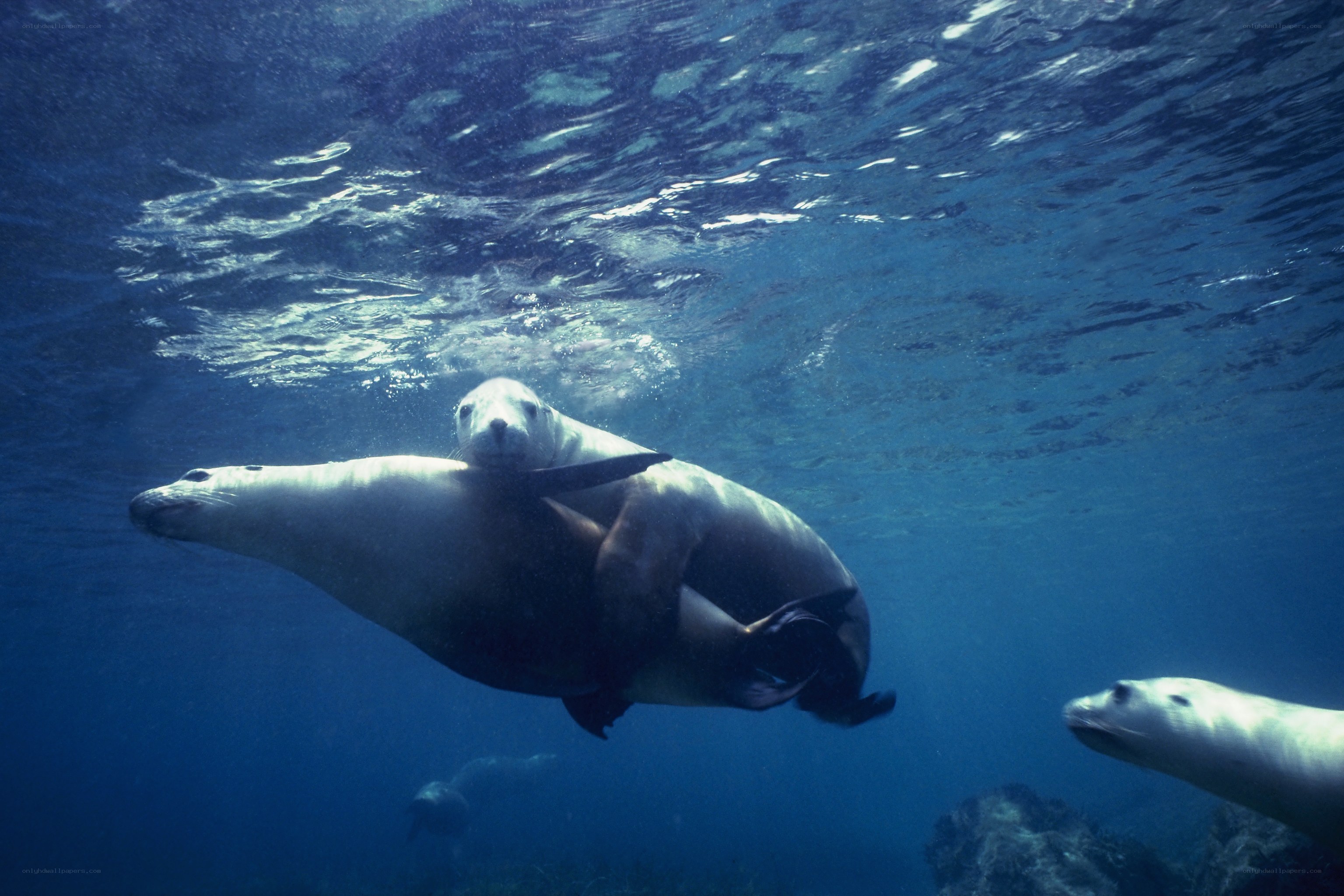 Seals swimming underwater