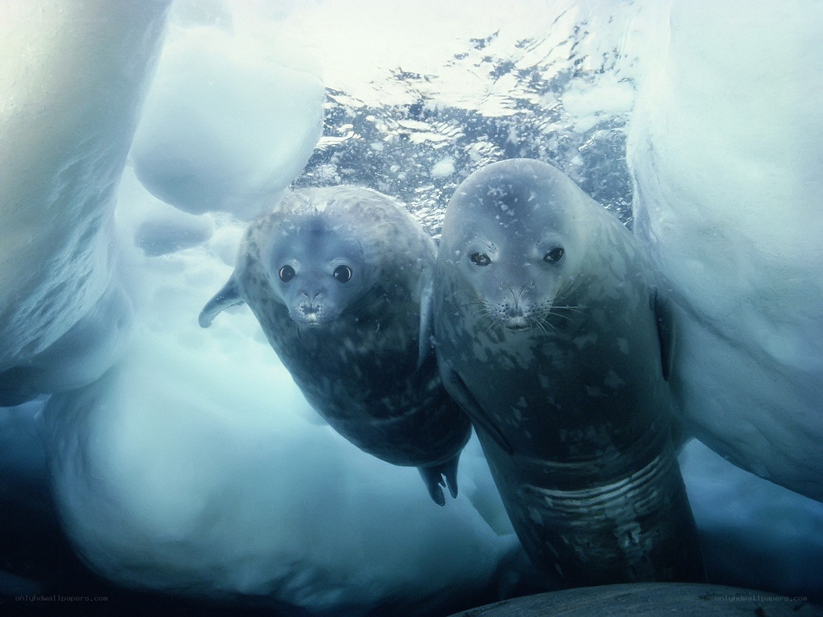 Seals under ice in Antarctica