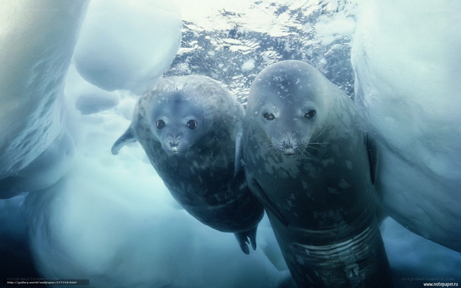 Seals under ice in Antarctica