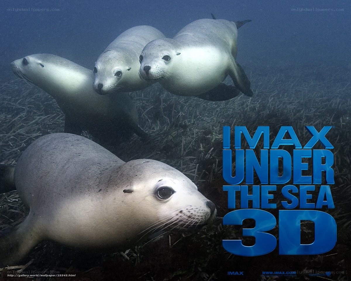 Seals Under the Sea