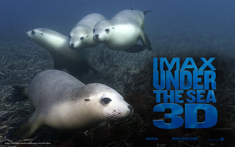Seals Underwater