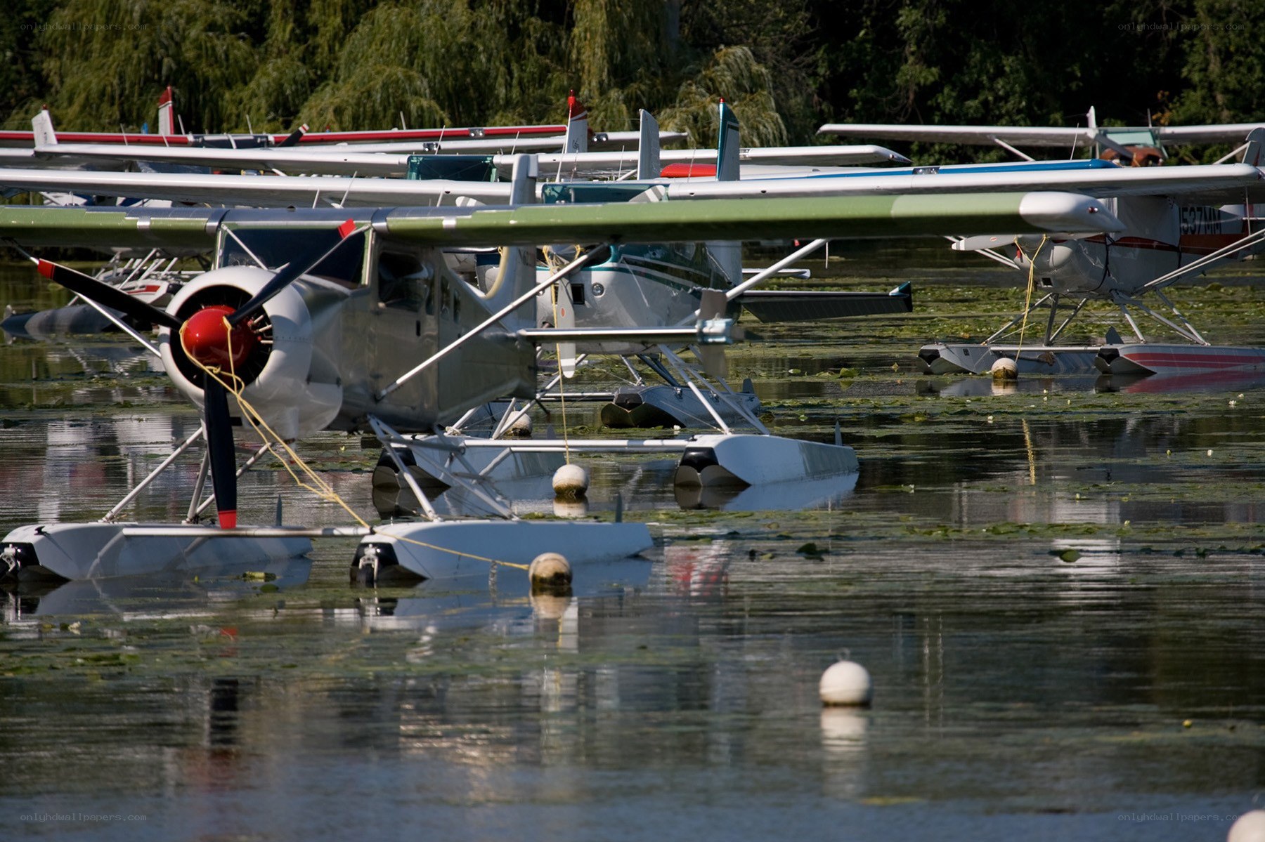 Seaplanes docked on a lake