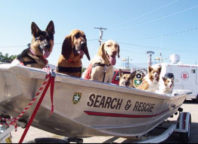 Search and Rescue Dogs