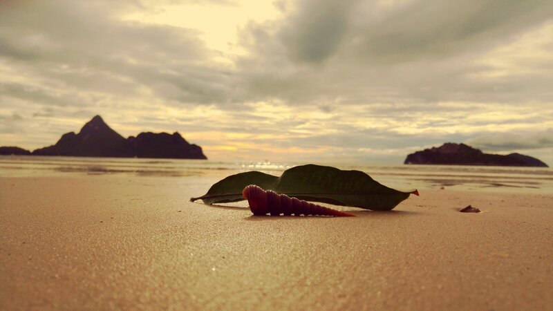 Seashell and Leaf on Beach