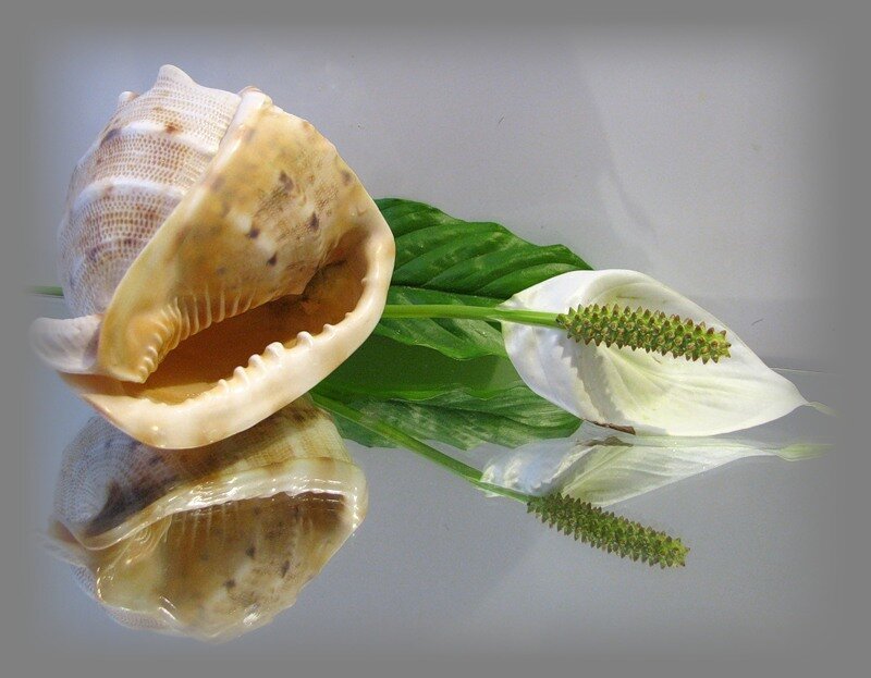 Seashell and peace lily on reflective surface