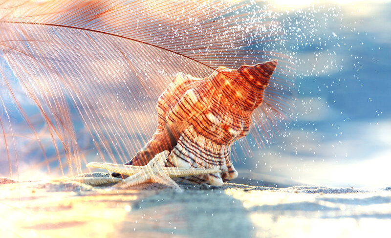 Seashell and Starfish — Brown, Serene