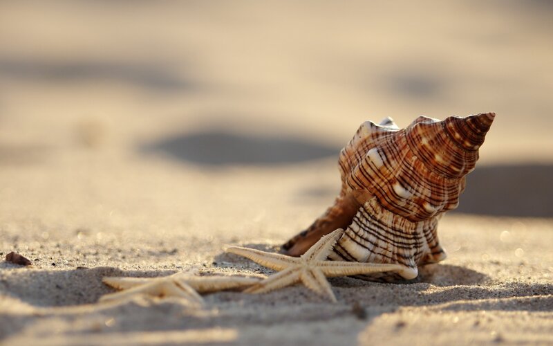 Seashell and Starfish — Brown