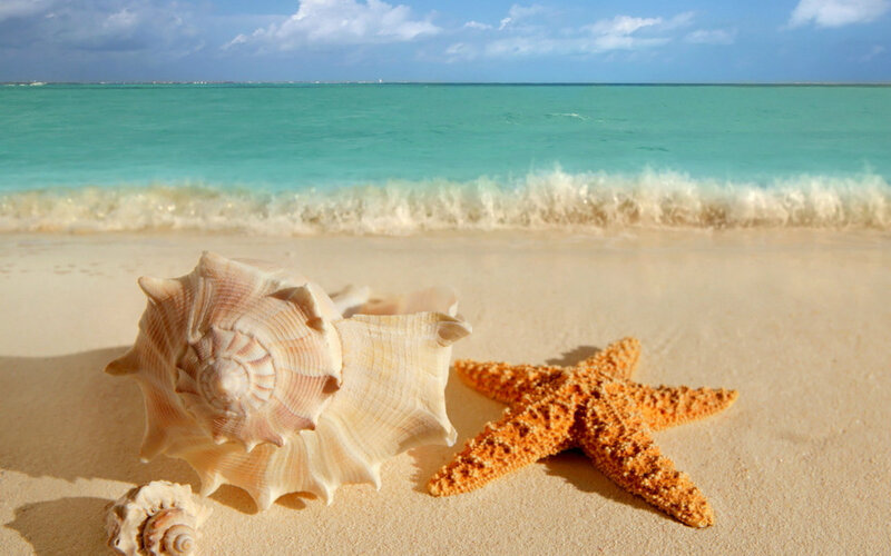 Seashell and Starfish on Beach — Beige
