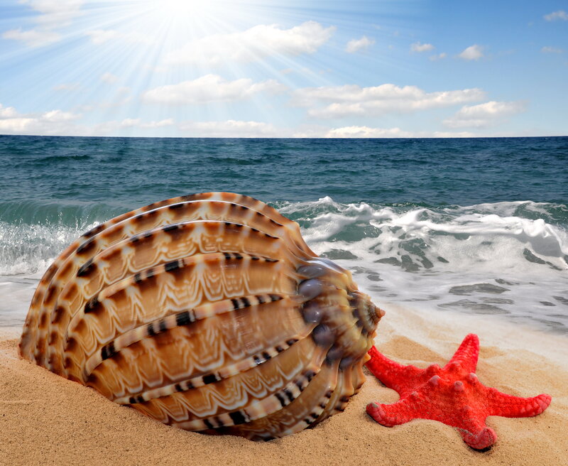 Seashell and Starfish