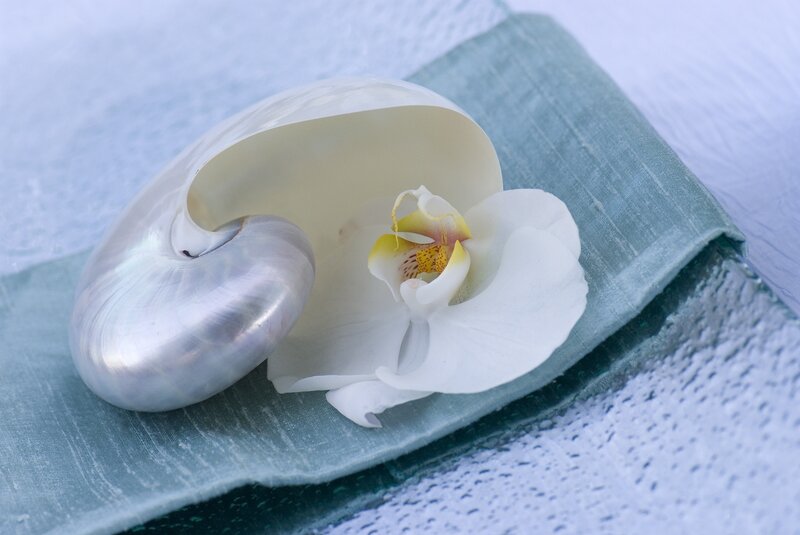 Seashell and white orchid