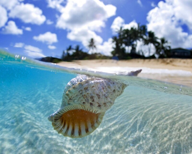 Seashell at tropical beach