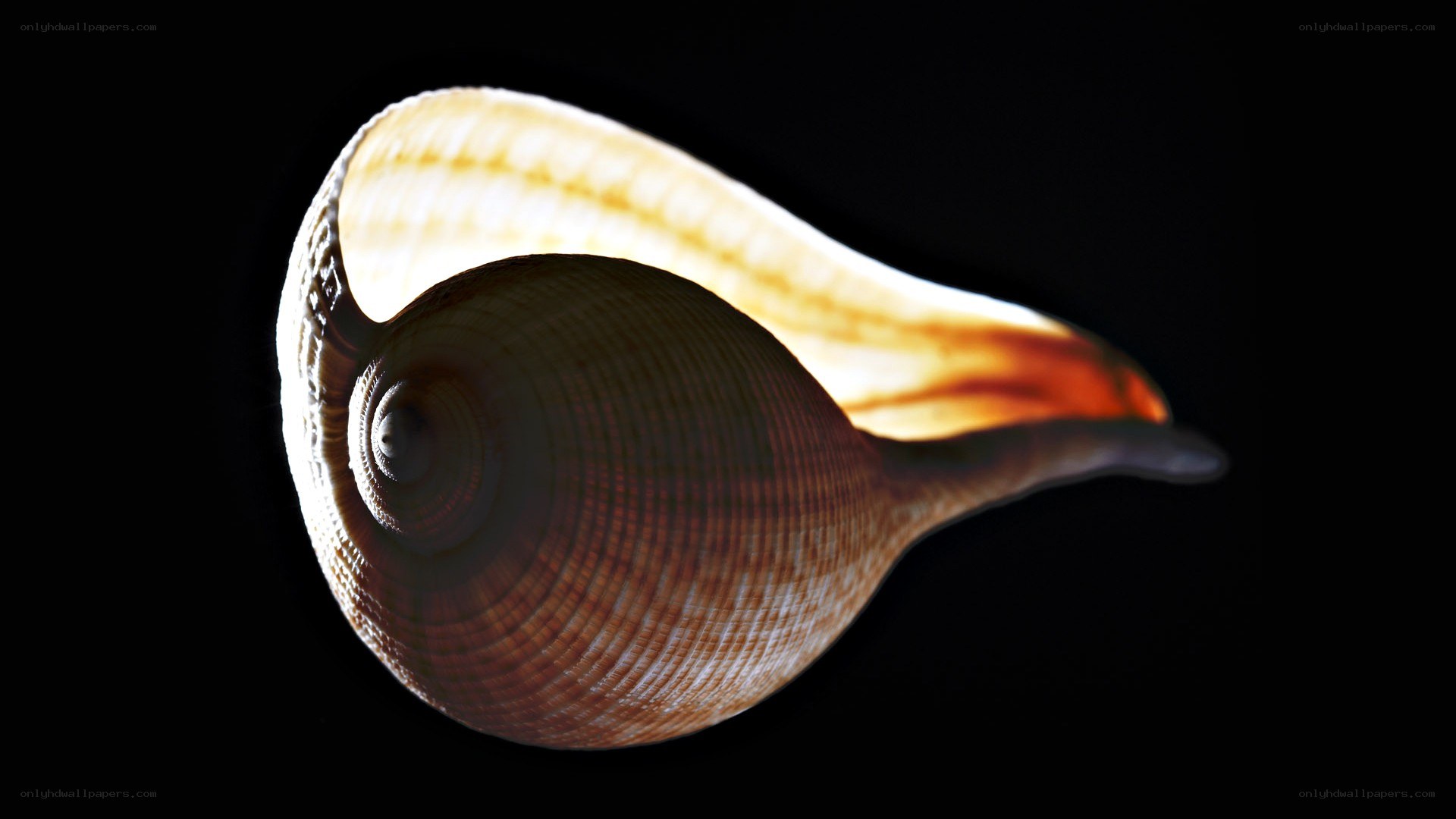 Seashell illuminated from behind