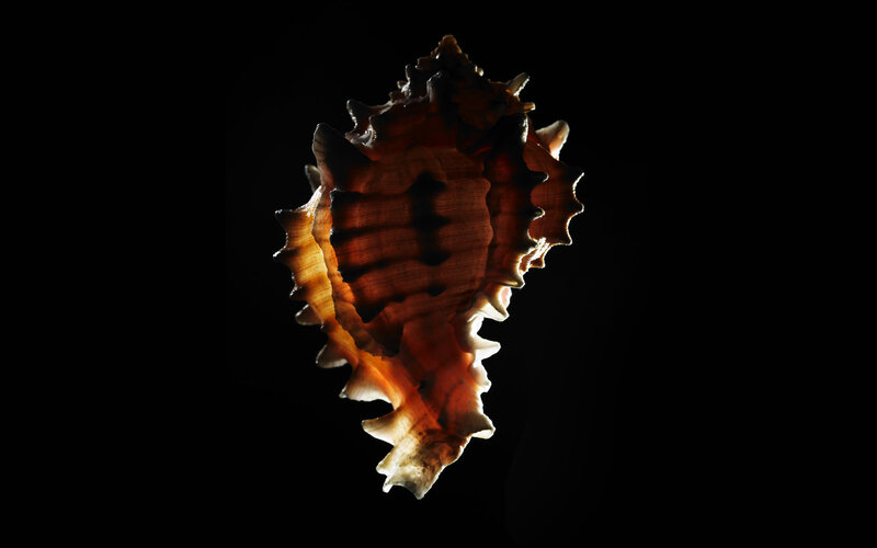 Seashell in backlight