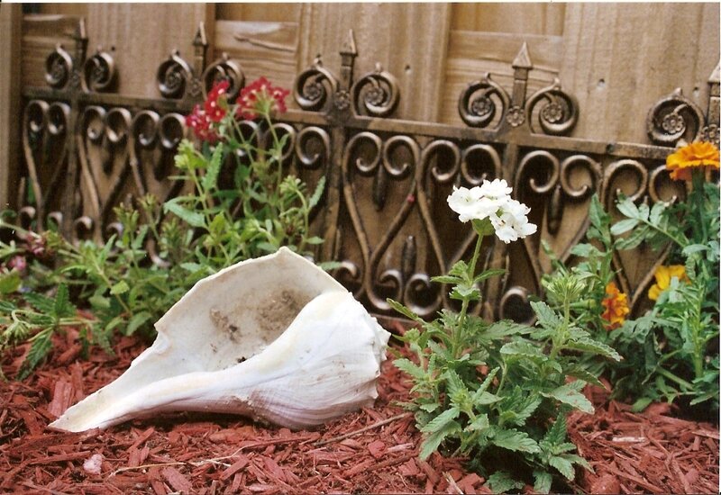 Seashell in garden with flowers