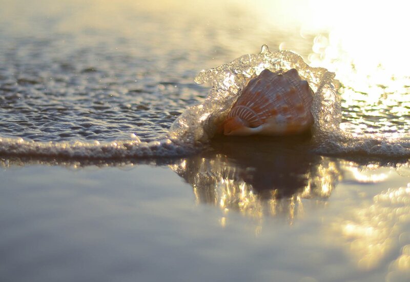 Seashell in Ocean Wave