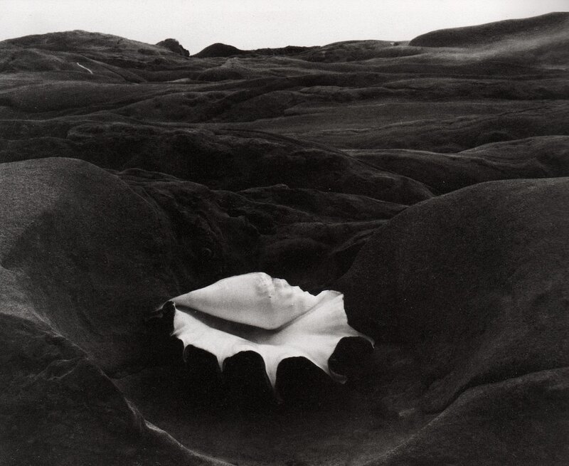 Seashell in rocky landscape