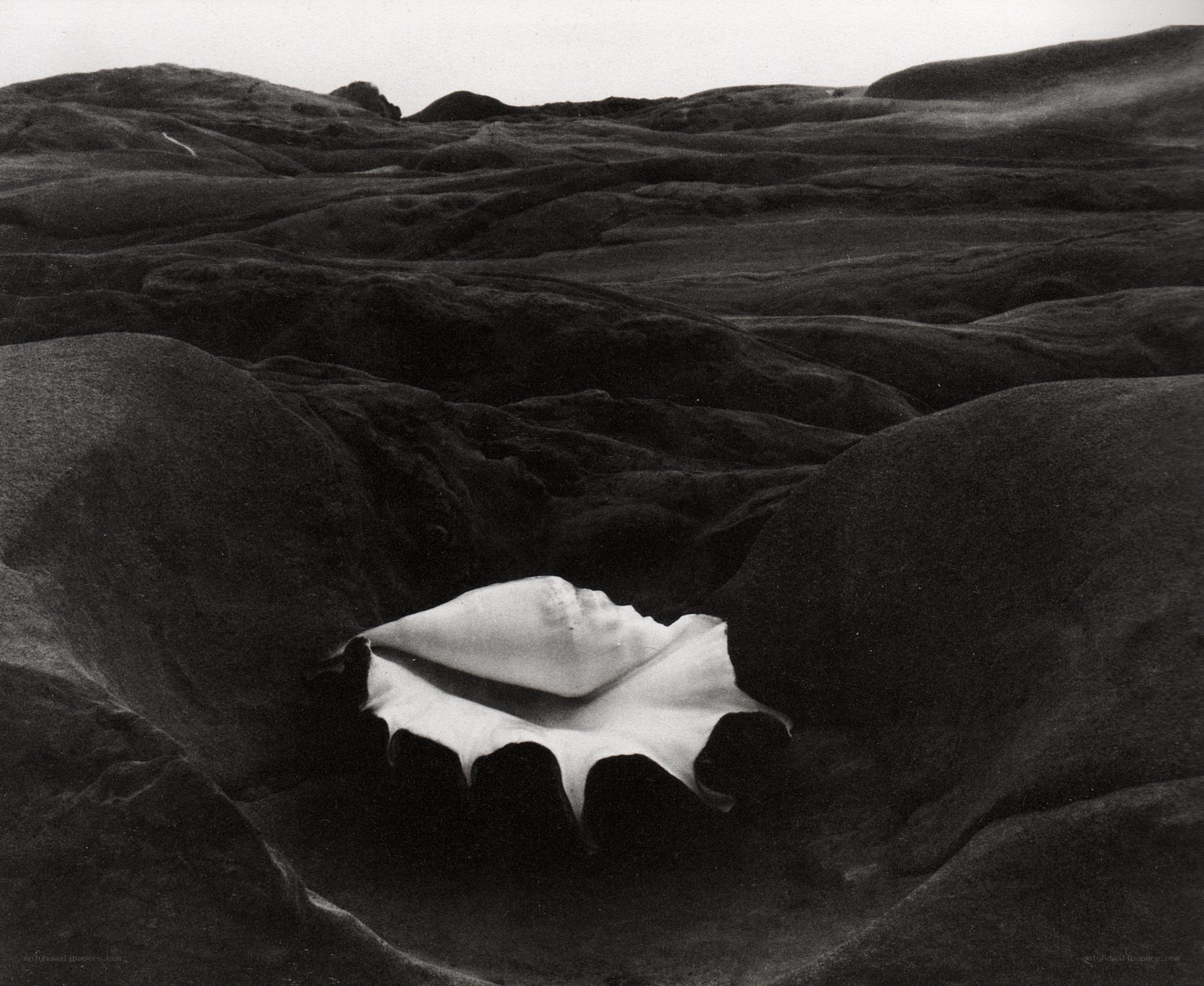Seashell in rocky landscape