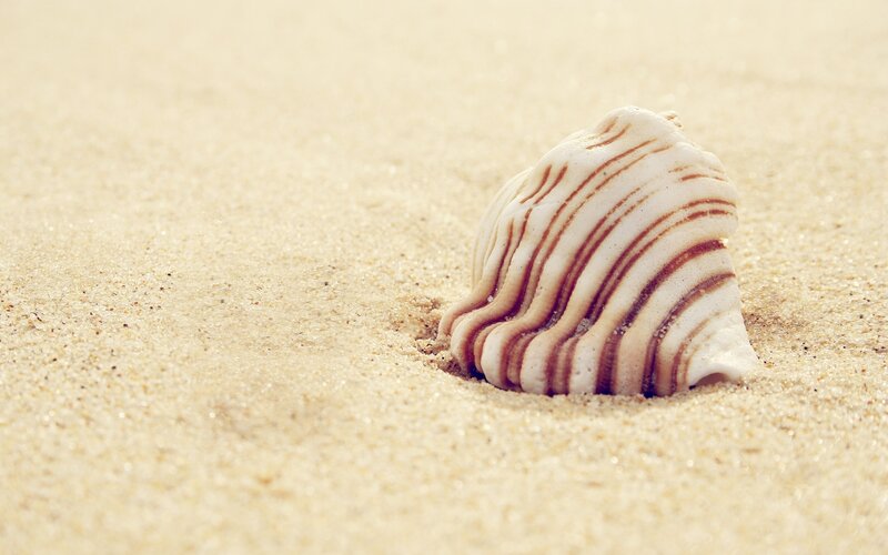 Seashell in Sand — Beige
