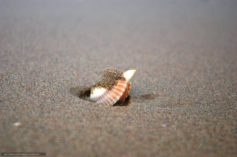 Seashell in Sand — Brown