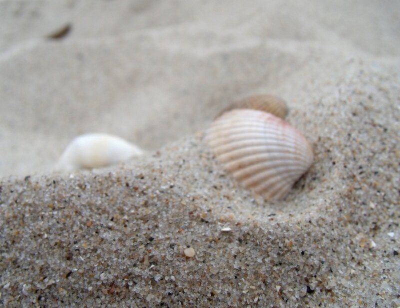 Seashell in Sand