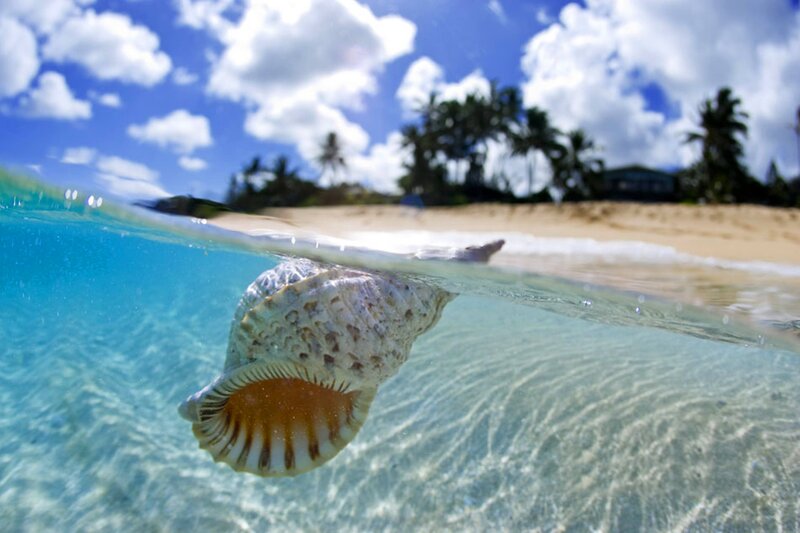 Seashell in Shallow Water — Blue
