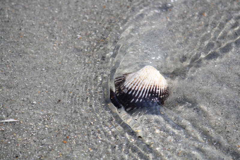 Seashell in Shallow Water — Gray
