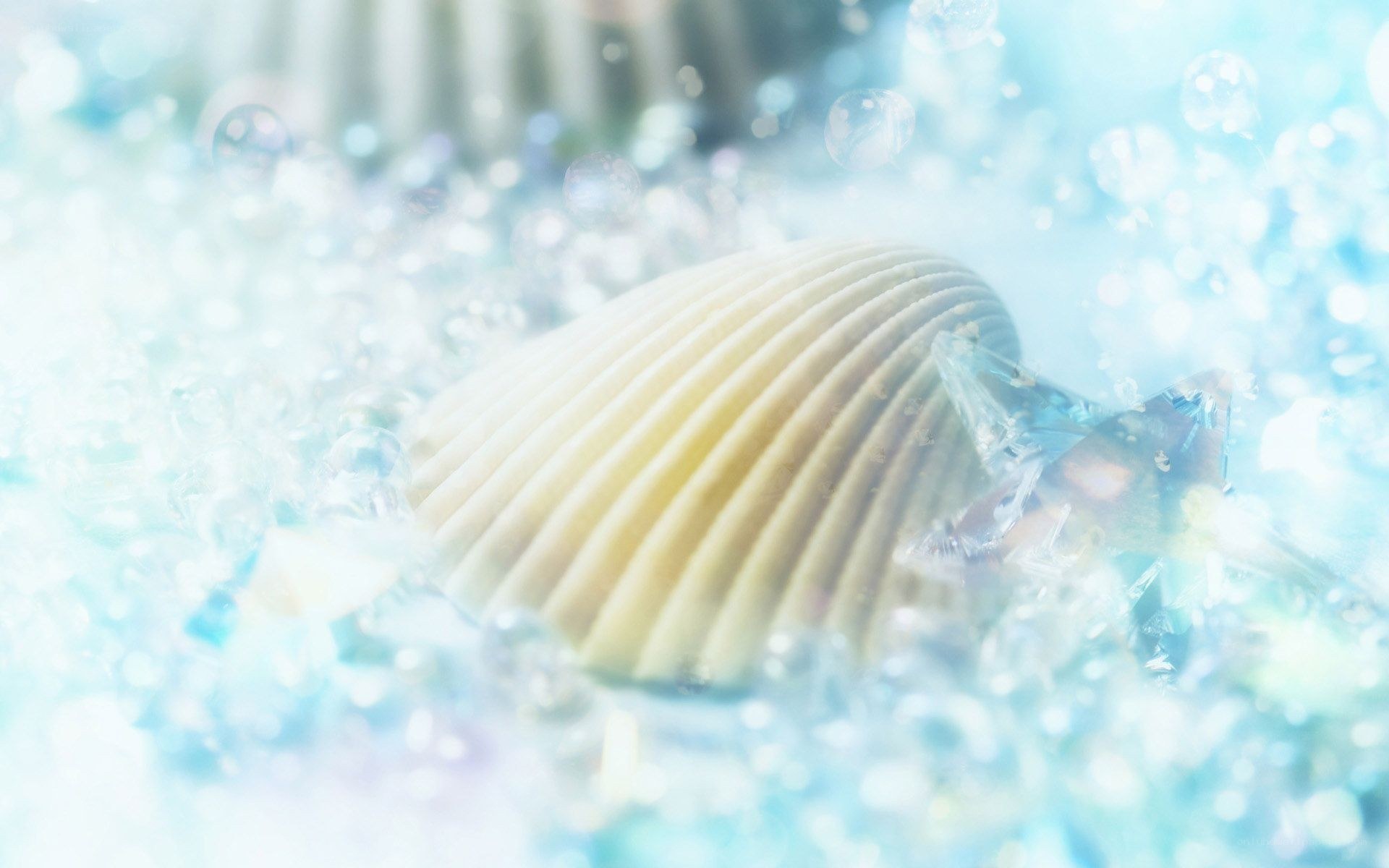 seashell in sparkling water