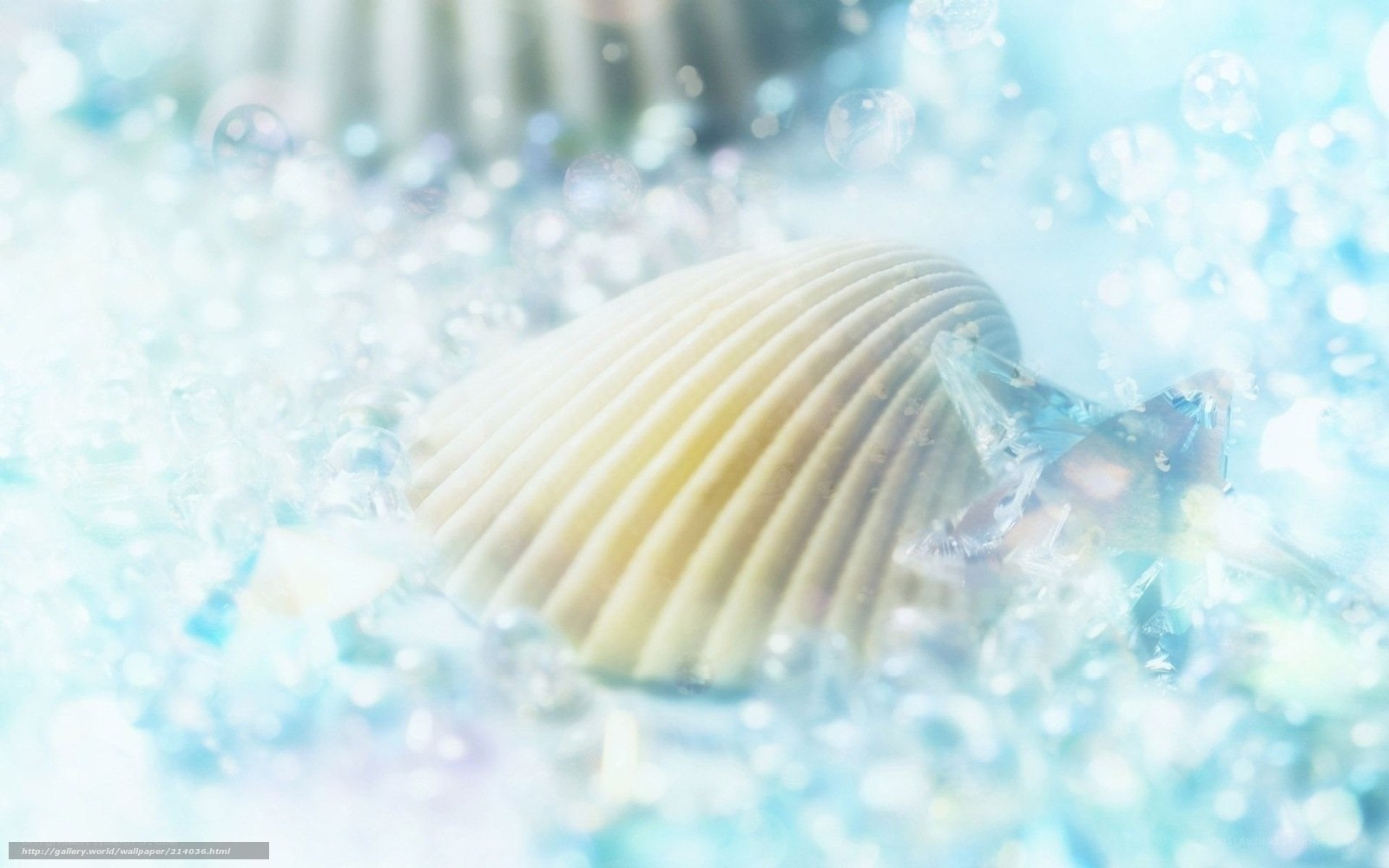 seashell in sparkling water
