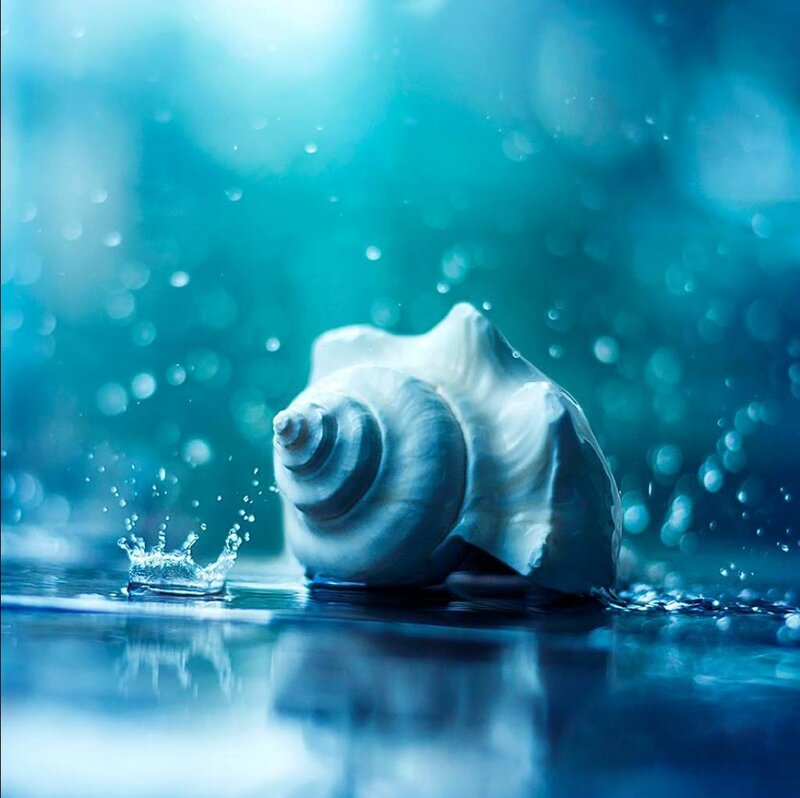 Seashell in Water — Blue