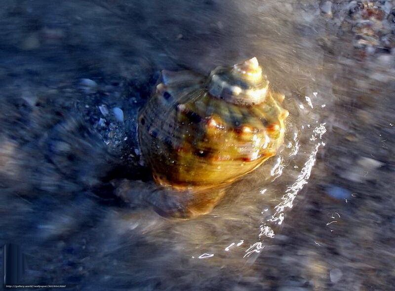 Seashell in Water — Brown