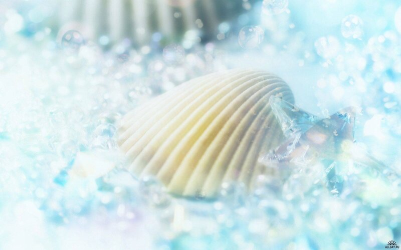 Seashell in Water