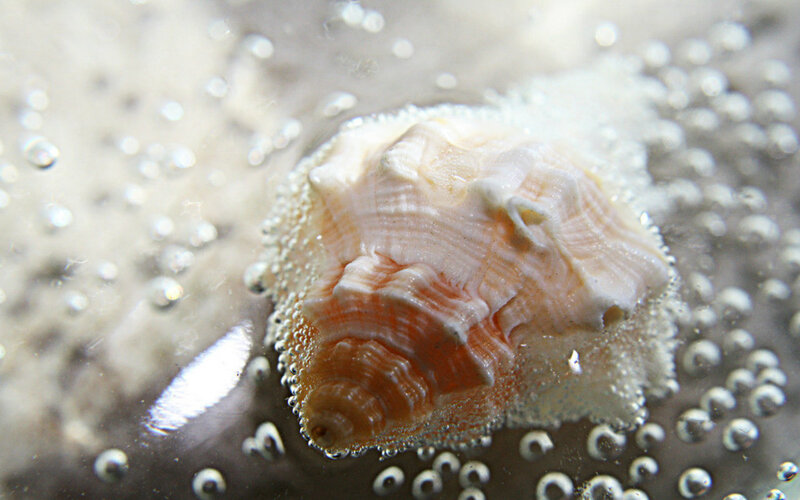 Seashell in Water — White