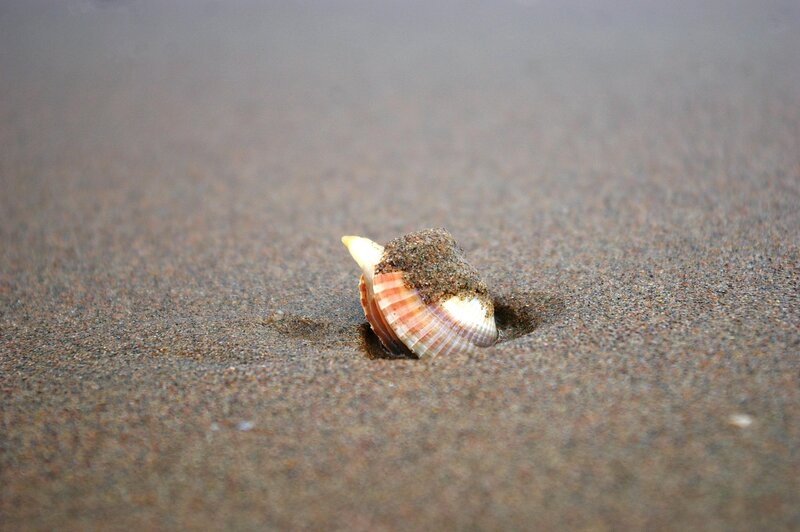 seashell in wet sand
