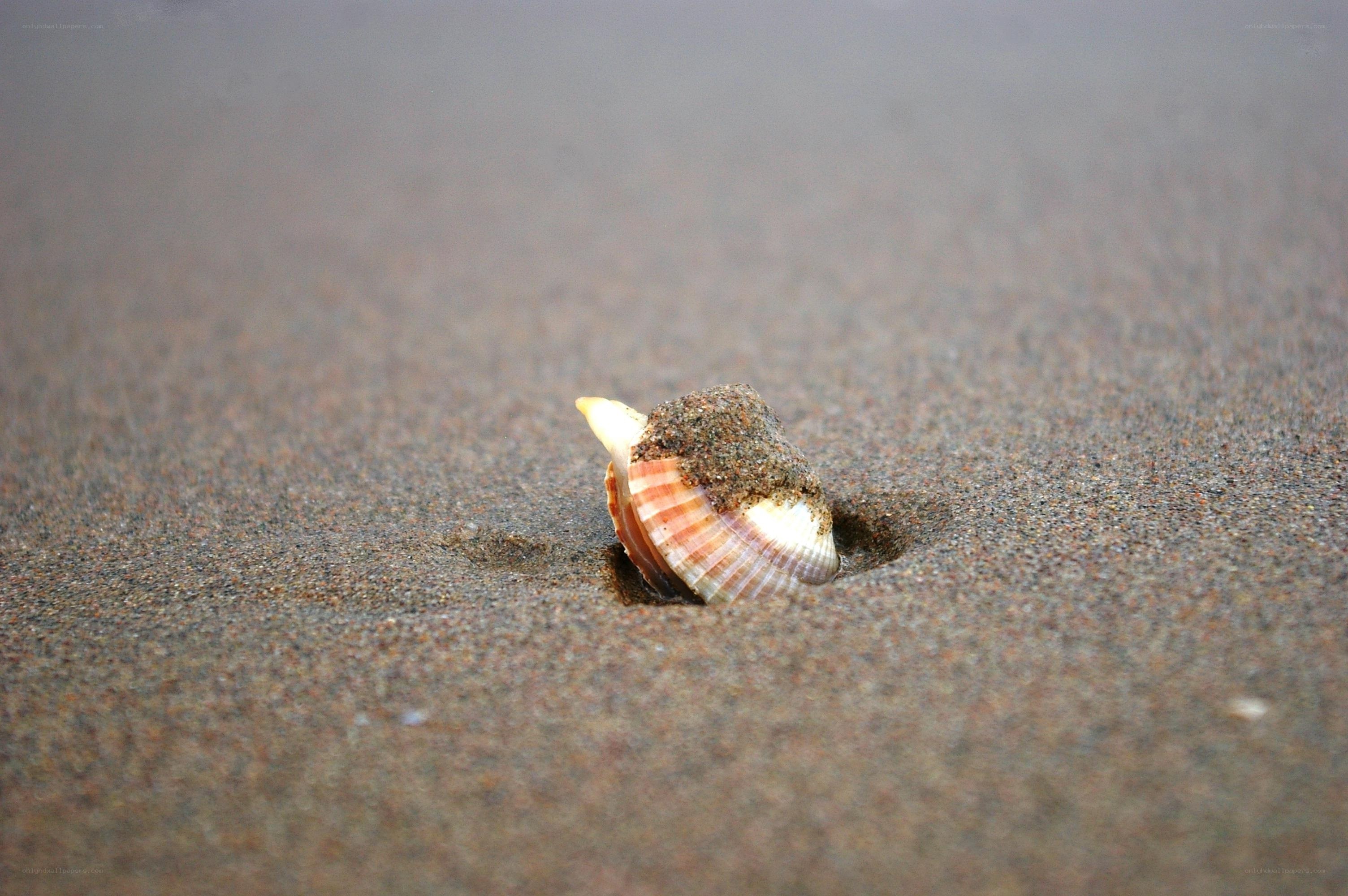 seashell in wet sand