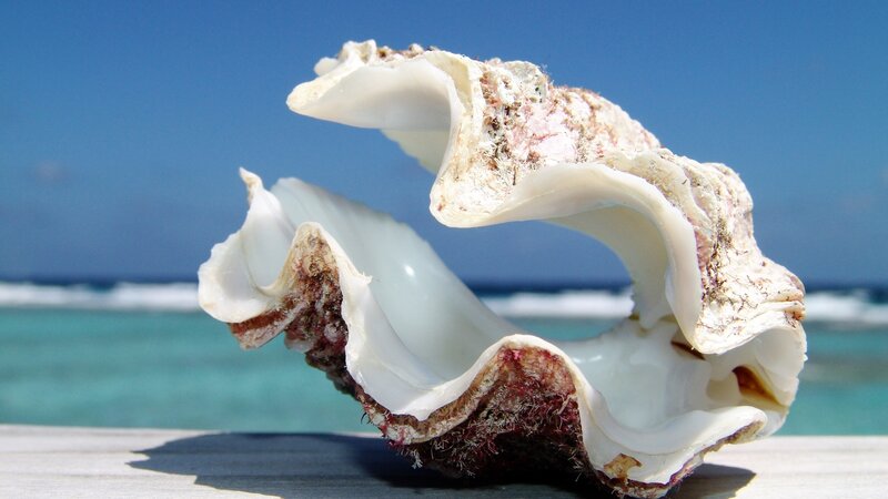 Seashell on a beach
