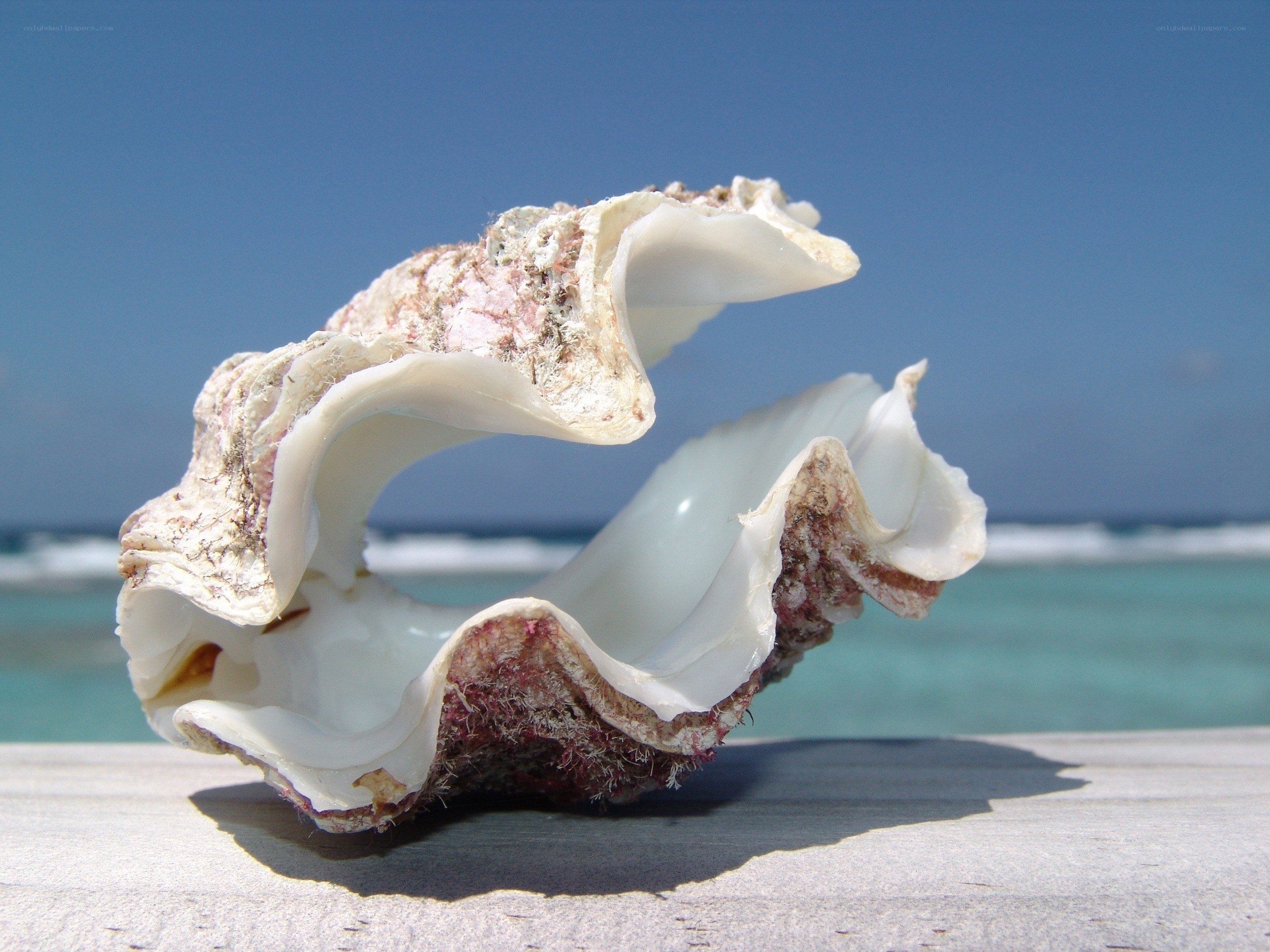 Seashell on a beach