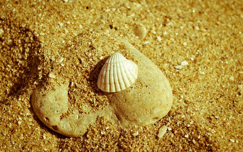 Seashell on a beach rock