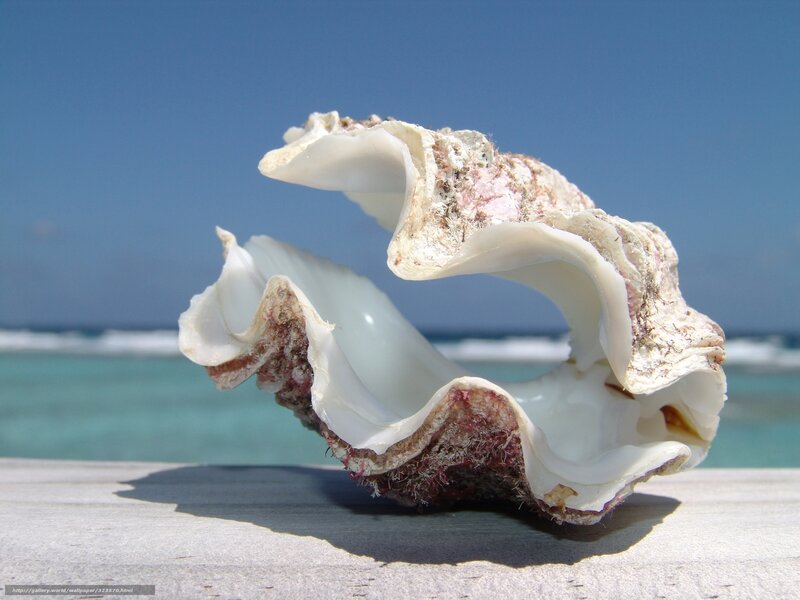 seashell on a beach